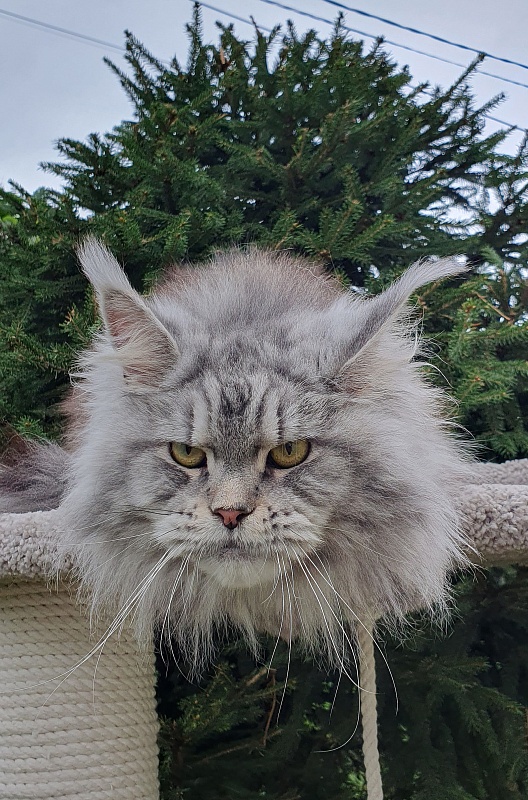 Freya  Akbars - Adult maine-coon 1 year 6 months 4 weeks