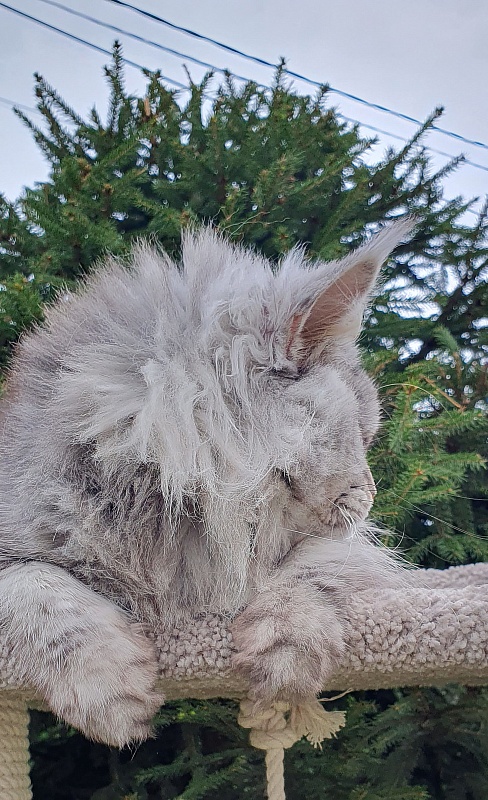 Freya  Akbars - Adult maine-coon 1 year 6 months 4 weeks