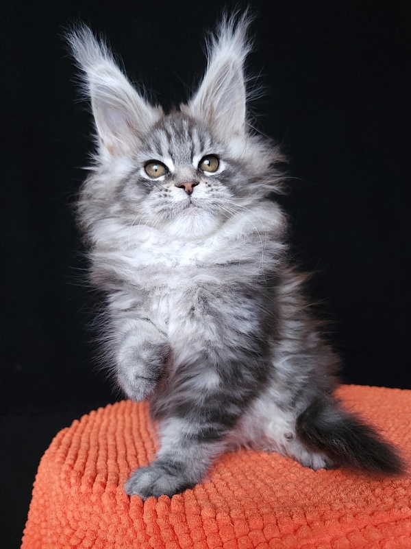 Freya  Akbars - Kitten maine-coon 1 month 3 weeks