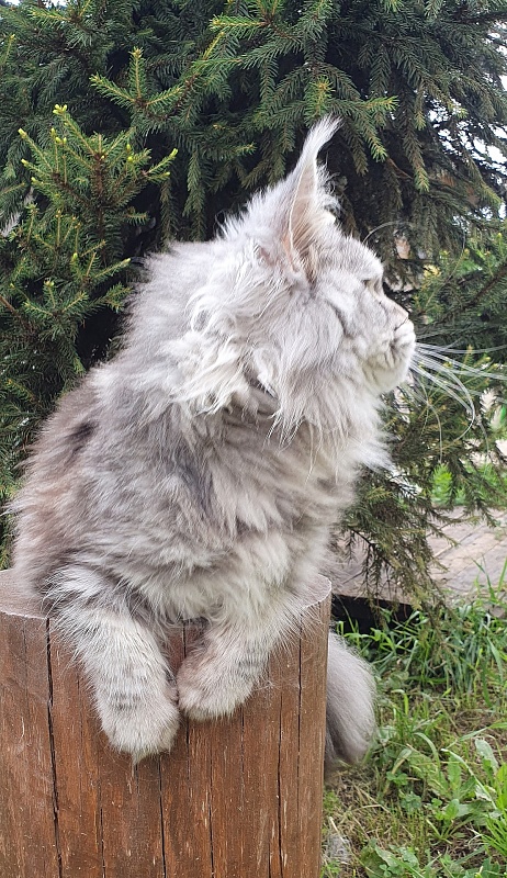 Freya  Akbars - Adult maine-coon 1 year 6 months 4 weeks