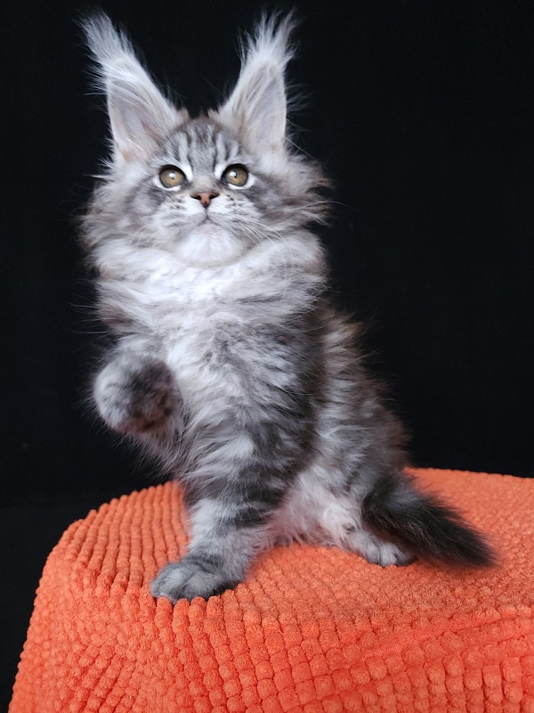 Freya  Akbars - Kitten maine-coon 1 month 3 weeks