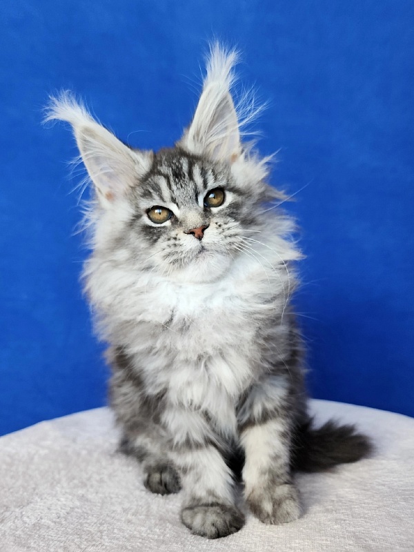 Freya  Akbars - Kitten maine-coon 3 months