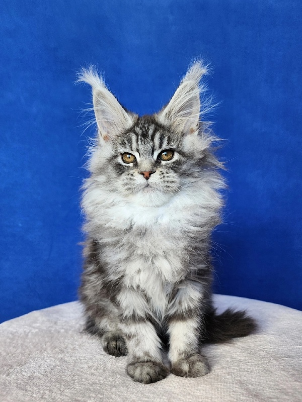 Freya  Akbars - Kitten maine-coon 3 months