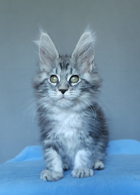 Mel Akbars - Kitten maine-coon 2 months