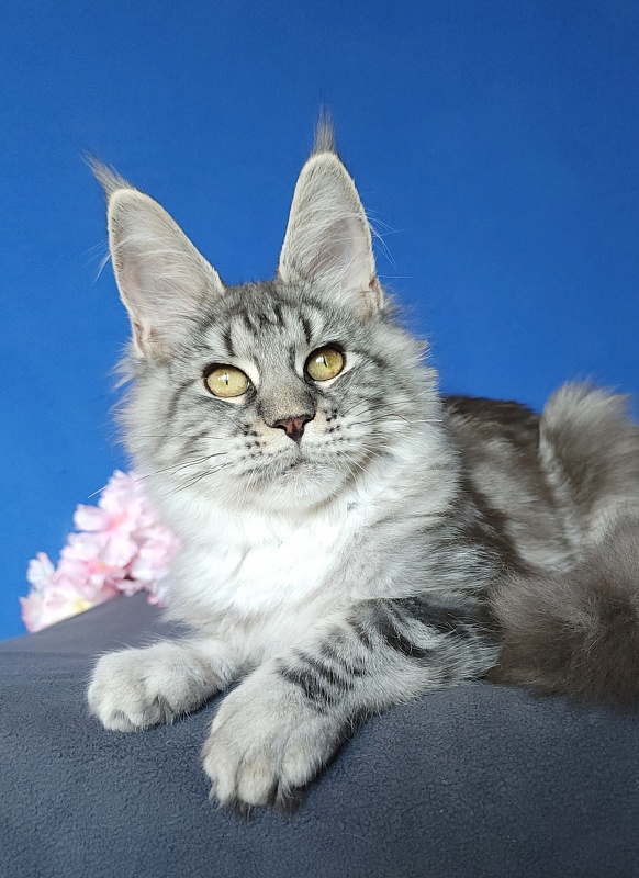 Mel Akbars - Kitten maine-coon 4 months 4 weeks
