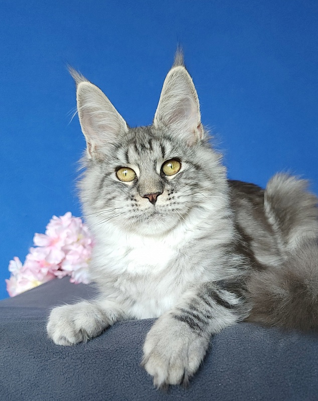 Mel Akbars - Kitten maine-coon 4 months 4 weeks