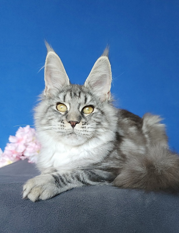 Mel Akbars - Kitten maine-coon 4 months 4 weeks