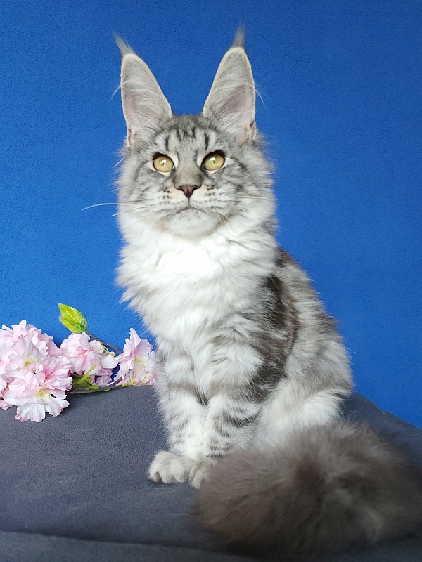 Mel Akbars - Kitten maine-coon 4 months 4 weeks
