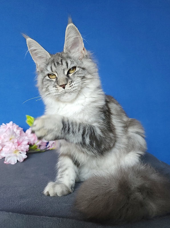 Mel Akbars - Kitten maine-coon 4 months 4 weeks