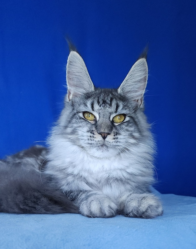 Mel Akbars - Kitten maine-coon 6 months 1 week