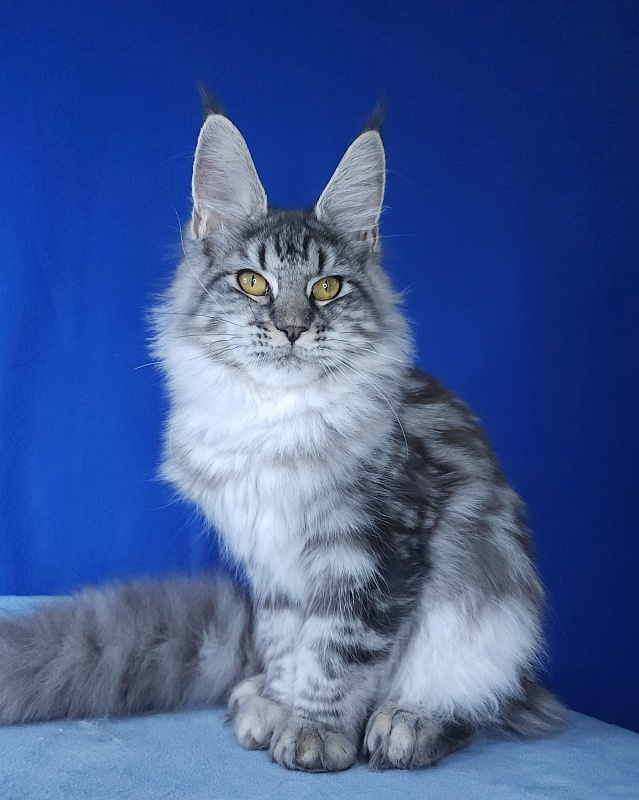 Mel Akbars - Kitten maine-coon 6 months 1 week