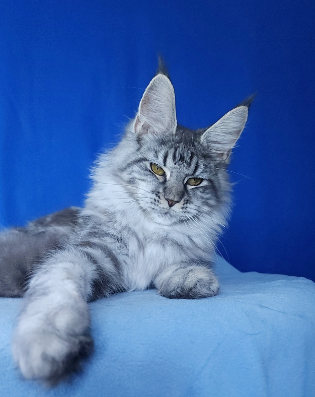 Mel Akbars - Kitten maine-coon 6 months 1 week