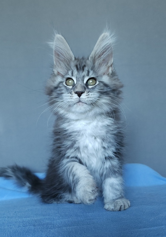 Mel Akbars - Kitten maine-coon 2 months