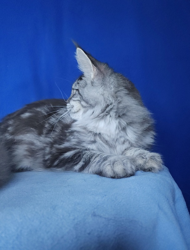 Mel Akbars - Kitten maine-coon 6 months 1 week