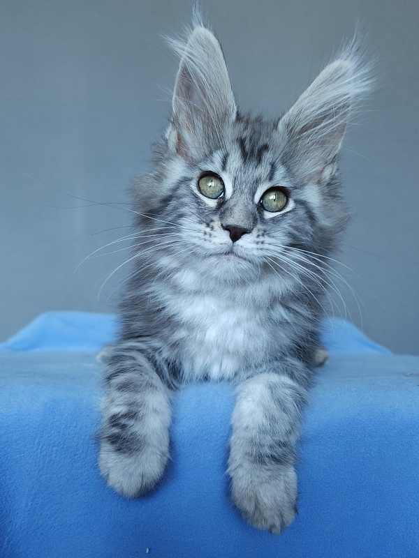 Mel Akbars - Kitten maine-coon 2 months