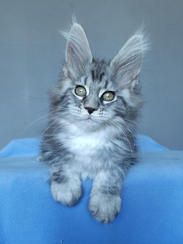 Mel Akbars - Kitten maine-coon 2 months