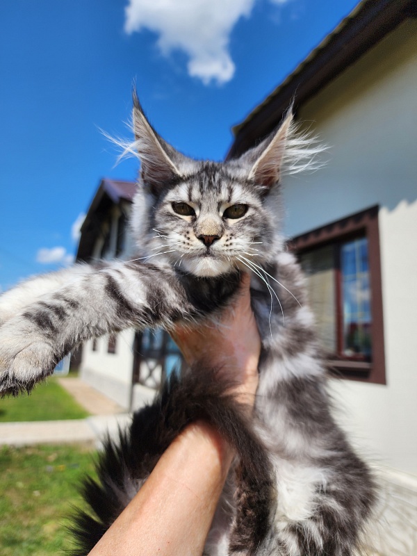 Mel Akbars - Kitten maine-coon 3 months 0.5 weeks