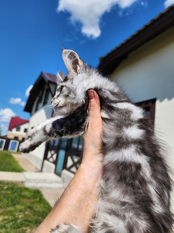 Mel Akbars - Kitten maine-coon 3 months 0.5 weeks