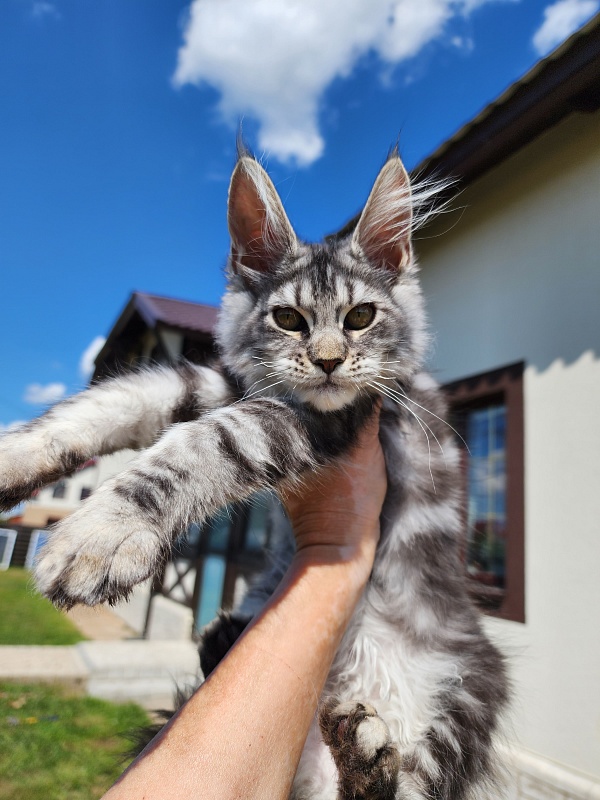 Mel Akbars - Kitten maine-coon 3 months 0.5 weeks