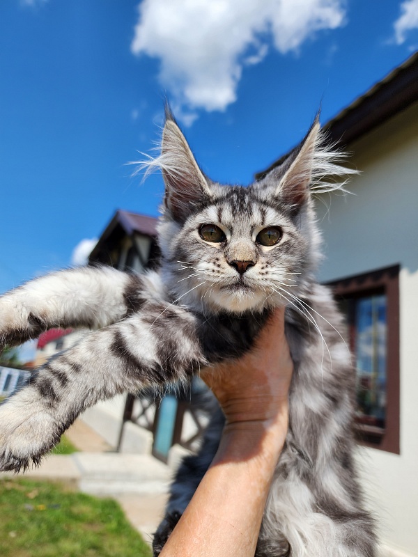 Mel Akbars - Kitten maine-coon 3 months 0.5 weeks