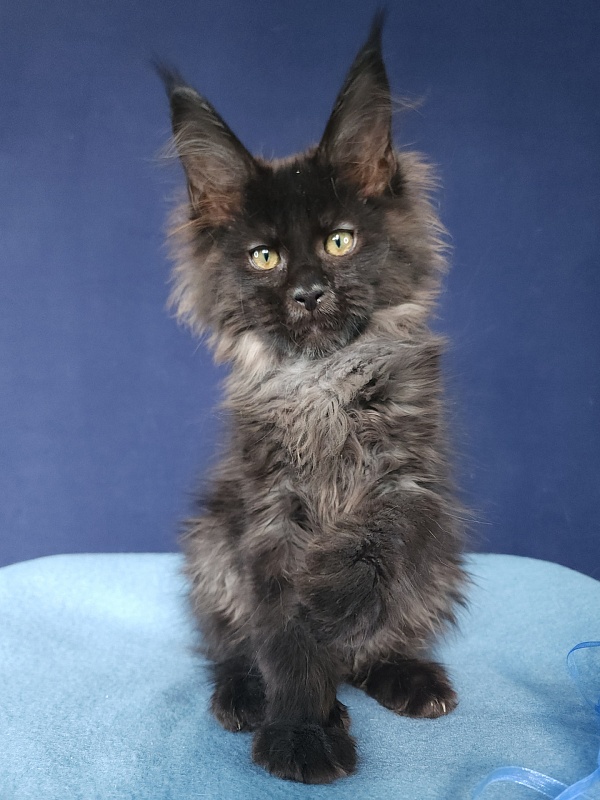 Joy Akbars - Kitten maine-coon 2 months 3 weeks