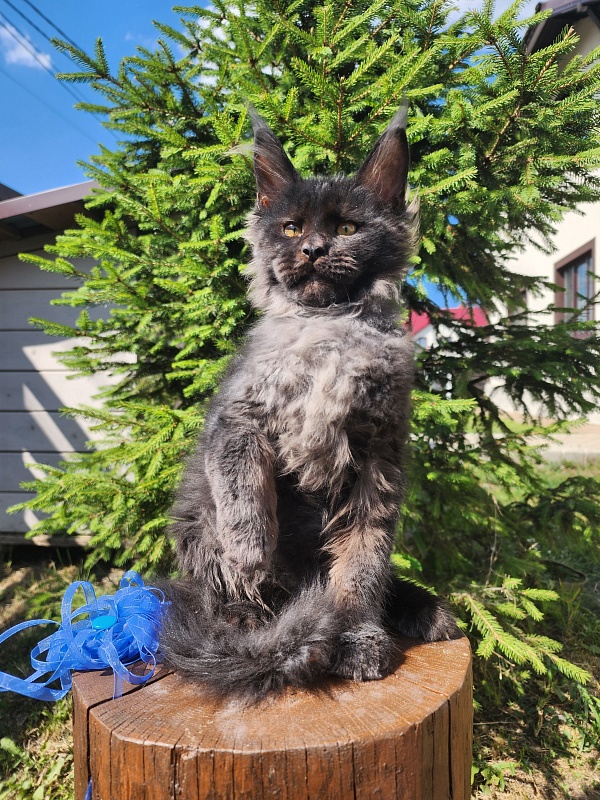 Joy Akbars - Kitten maine-coon 3.5 months