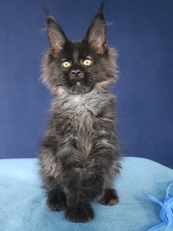 Joy Akbars - Kitten maine-coon 2 months 3 weeks