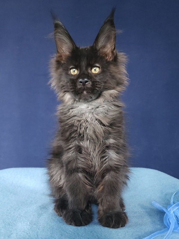 Joy Akbars - Kitten maine-coon 2 months 3 weeks