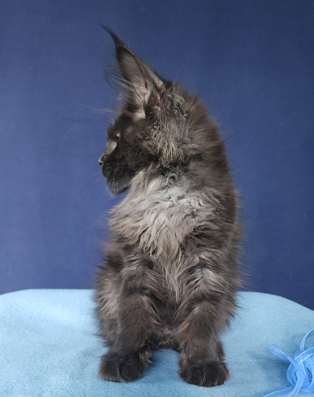 Joy Akbars - Kitten maine-coon 2 months 3 weeks