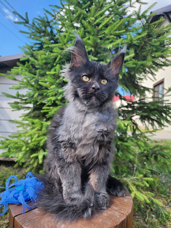 Joy Akbars - Kitten maine-coon 3.5 months