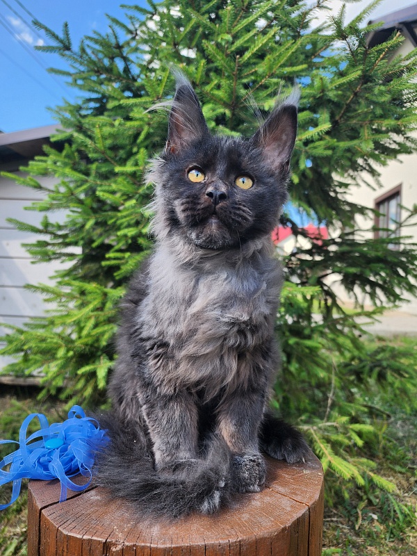 Joy Akbars - Kitten maine-coon 3.5 months