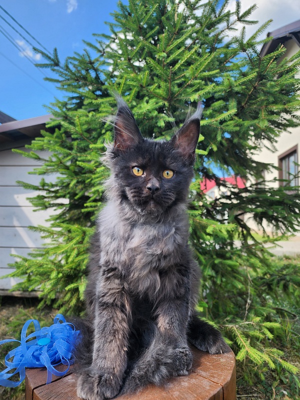 Joy Akbars - Kitten maine-coon 3.5 months
