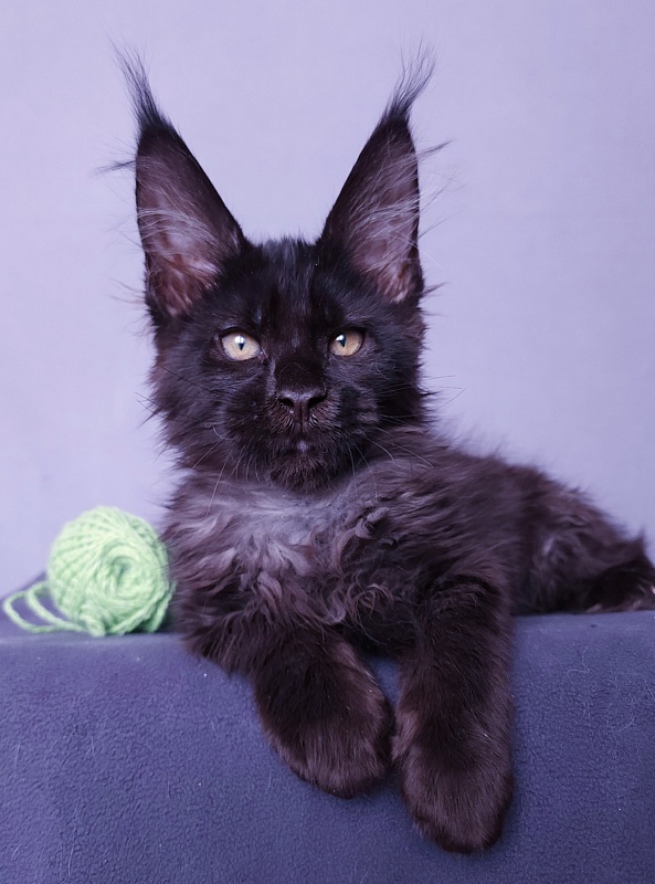 Joker Akbars - Kitten maine-coon 2 months 3 weeks