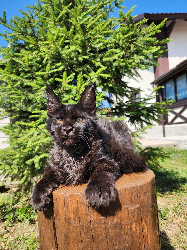 Joker Akbars - Kitten maine-coon 3.5 months