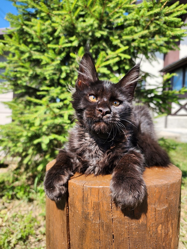 Joker Akbars - Kitten maine-coon 3.5 months