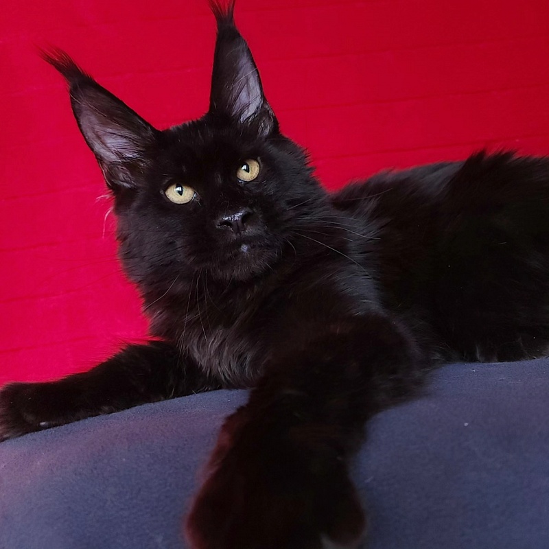 Joker Akbars - Kitten maine-coon 5 months 0.5 weeks