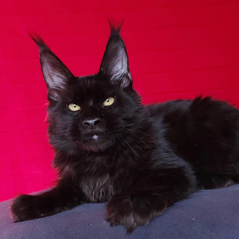 Joker Akbars - Kitten maine-coon 5 months 0.5 weeks