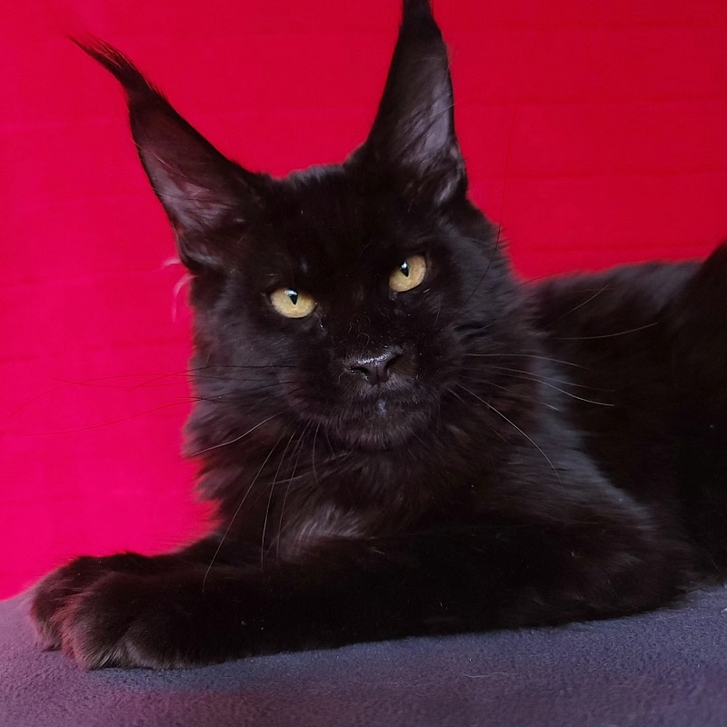 Joker Akbars - Kitten maine-coon 5 months 0.5 weeks