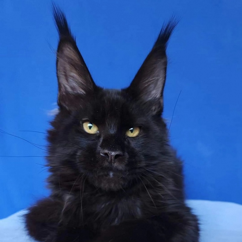 Joker Akbars - Kitten maine-coon 4 months 2.5 weeks