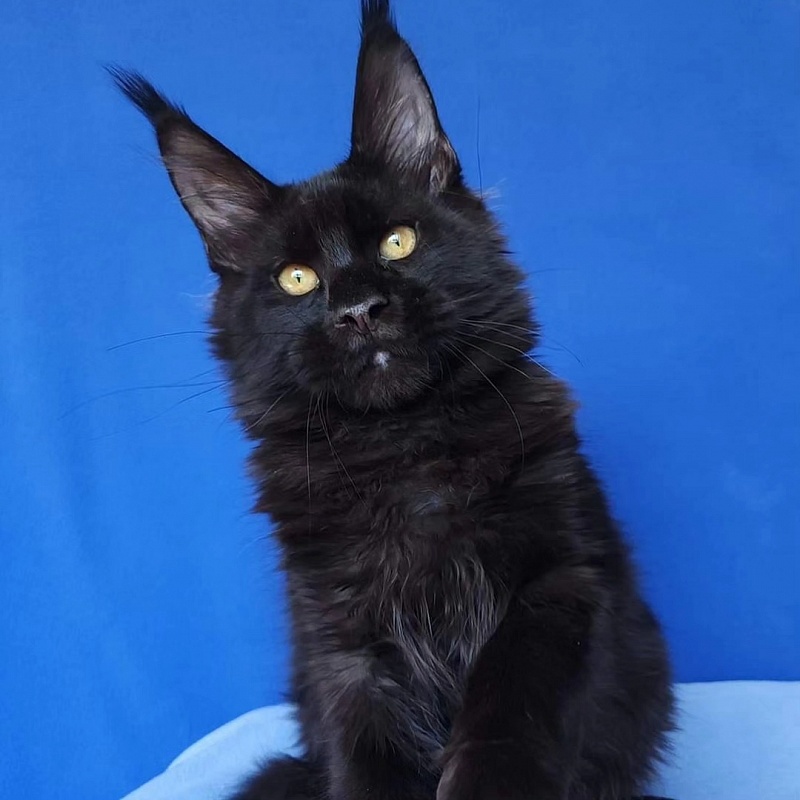 Joker Akbars - Kitten maine-coon 4 months 2.5 weeks