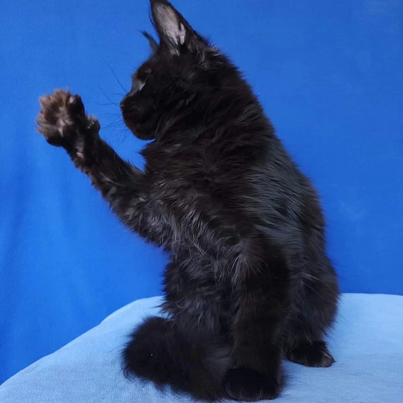 Joker Akbars - Kitten maine-coon 4 months 2.5 weeks