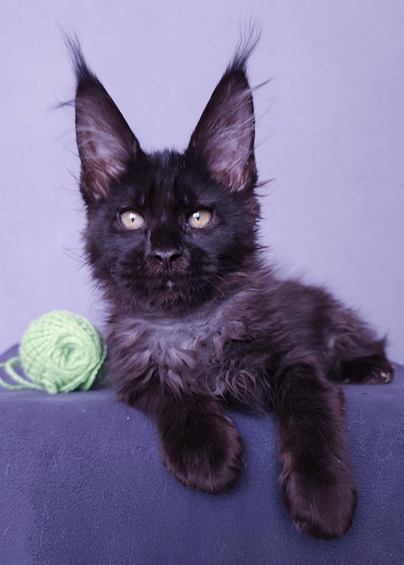 Joker Akbars - Kitten maine-coon 2 months 3 weeks