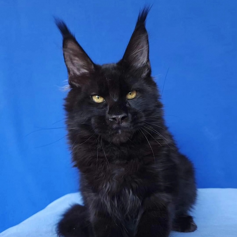 Joker Akbars - Kitten maine-coon 4 months 2.5 weeks