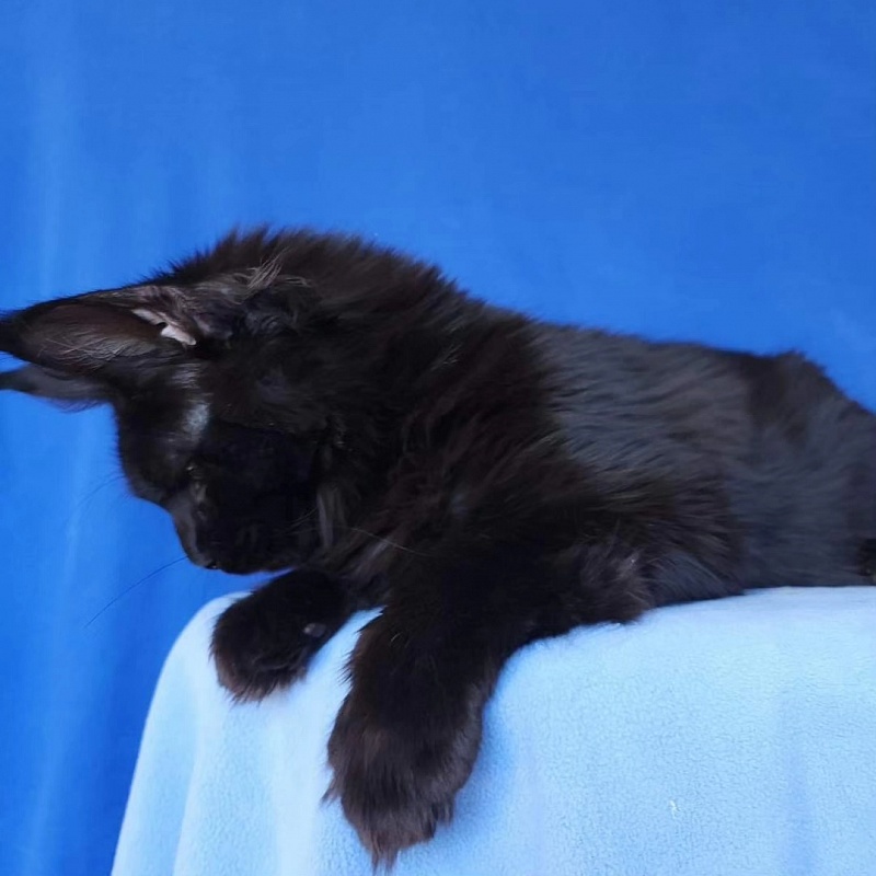 Joker Akbars - Kitten maine-coon 4 months 2.5 weeks