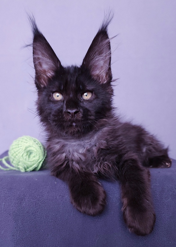 Joker Akbars - Kitten maine-coon 2 months 3 weeks