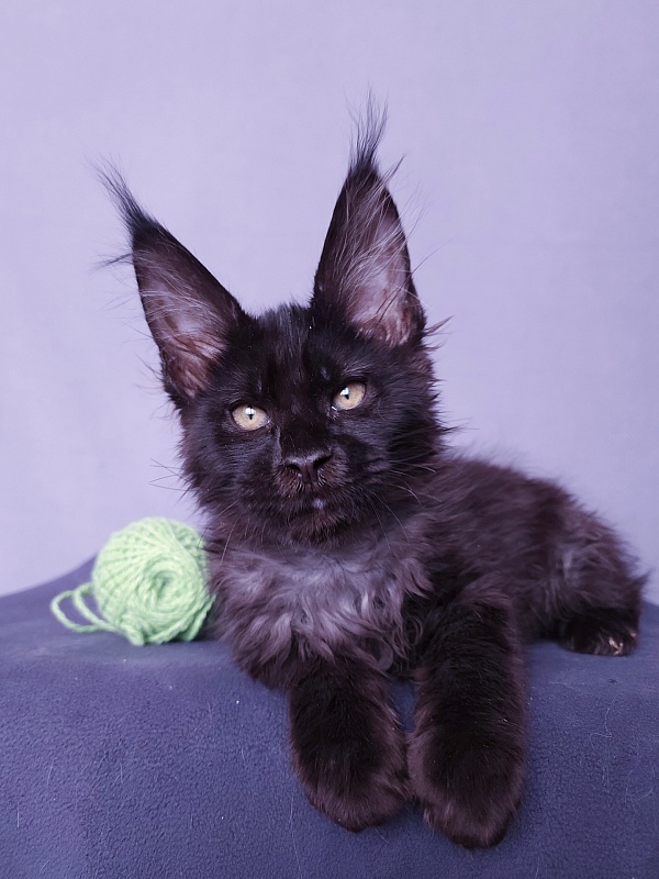 Joker Akbars - Kitten maine-coon 2 months 3 weeks