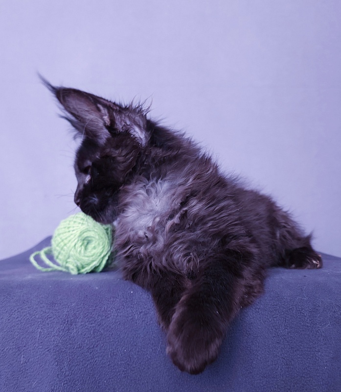 Joker Akbars - Kitten maine-coon 2 months 3 weeks