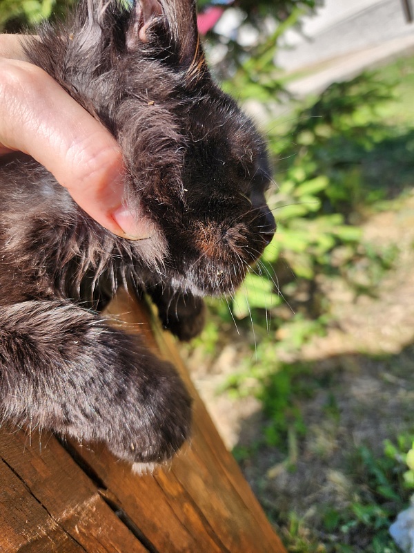Joker Akbars - Kitten maine-coon 3.5 months