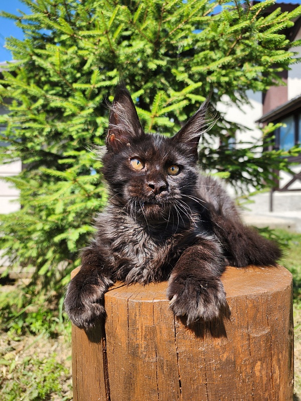 Joker Akbars - Kitten maine-coon 3.5 months