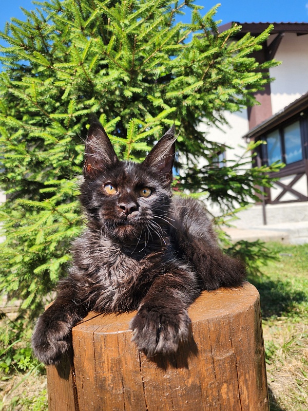 Joker Akbars - Kitten maine-coon 3.5 months